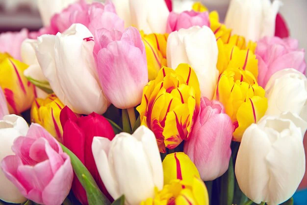 Meaning and Symbolism of Tulips