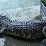 Dream of Crocodile