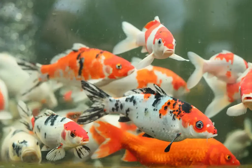 Symbolism and Spiritual Meaning of Koi Fish
